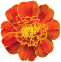 orange flower