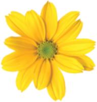 yellow flower